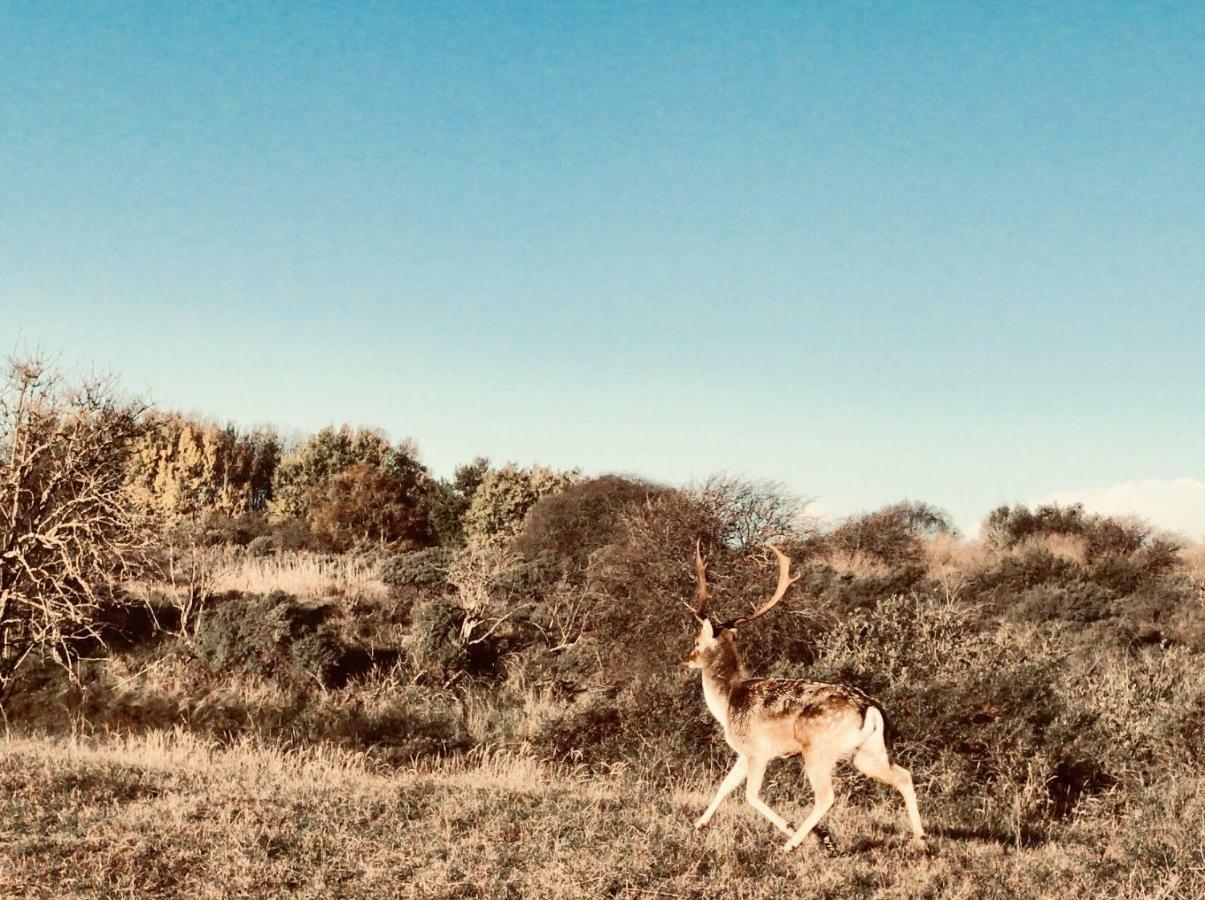 Achter De Duinen Lägenhet Zandvoort Exteriör bild